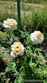 Crocus Rose® Crocus Rose®