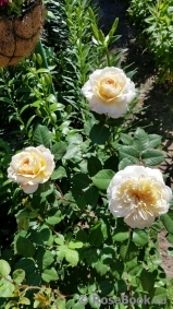 Crocus Rose® Crocus Rose®