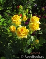 Yellow Babe® Yellow Babe®