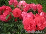 Rosarium Uetersen Rosarium Uetersen
