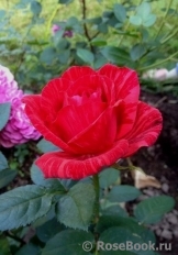 Red Intuition Red Intuition