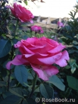 Lancome Lancome