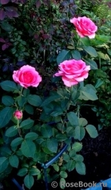 Lancome Lancome