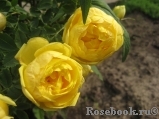 Persian Yellow Persian Yellow