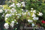 Annelies Annelies