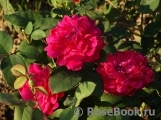 Sophy’s Rose Sophy’s Rose