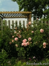 A Shropshire Lad A Shropshire Lad