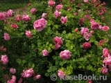 Princess Alexandra of Kent Princess Alexandra of Kent