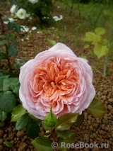 Abraham Darby Abraham Darby