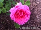 Princess Alexandra of Kent Princess Alexandra of Kent