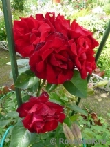 Amadeus Amadeus