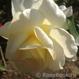 White Licorice White Licorice