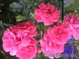 Rosarium Uetersen Rosarium Uetersen