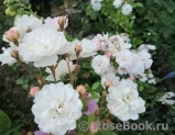 Annelies Annelies
