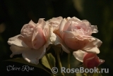 Claire Rose Claire Rose