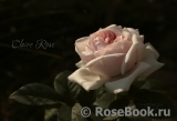 Claire Rose Claire Rose