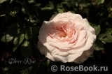 Claire Rose Claire Rose