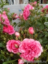 Rosarium Uetersen Rosarium Uetersen