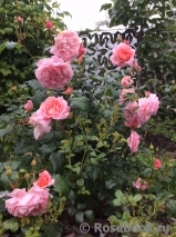 Strawberry Hill Strawberry Hill