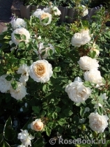 Crocus Rose® Crocus Rose®