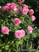 Princess Alexandra of Kent Princess Alexandra of Kent