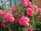 Rosarium Uetersen Rosarium Uetersen