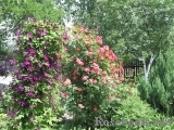 Excelsa Excelsa