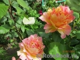 Rose des Cisterciens Rose des Cisterciens