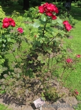 Robusta Robusta
