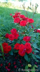 Orange Babyflor Orange Babyflor