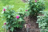 Rose de Rescht Rose de Rescht