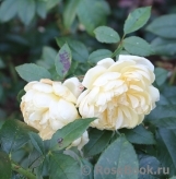 Yellow Romantica Yellow Romantica