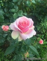 Poesie Poesie