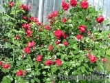 Florentina - Florentina -