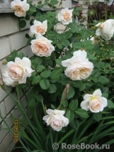 Crocus Rose® Crocus Rose®