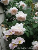 Crocus Rose® Crocus Rose®