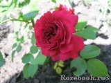 Red Leonardo da Vinci