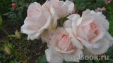 Chandos Beauty Chandos Beauty