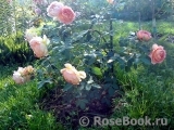 Lady of Shalott Lady of Shalott