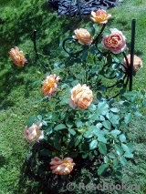 Lady of Shalott Lady of Shalott