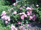 Sommerwind Sommerwind