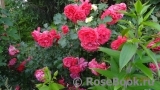 Rosarium Uetersen Rosarium Uetersen