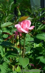 Carina Carina