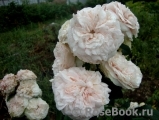 Claire Rose Claire Rose