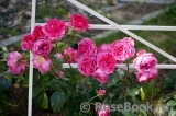 Decor Rose Decor Rose