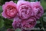 Princess Alexandra of Kent Princess Alexandra of Kent