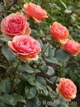 Ashram Ashram