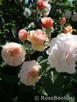 A Shropshire Lad A Shropshire Lad