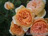 Crown Princess Margareta® Crown Princess Margareta®