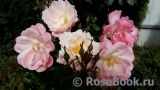 Roseromantic(-) Roseromantic(-)